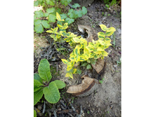 ��������� ����� ����