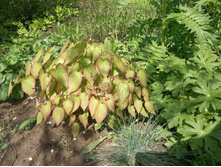 ������� �������