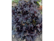 ������� �������� Metallica crispa