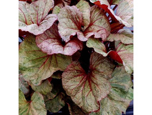 ������ ��������+