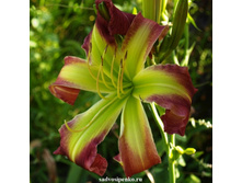 ������� ��.�������(�������)(���.�����.)+22�