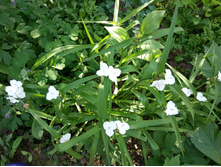 ������������ ����� � ����������� ���������