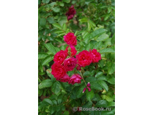 �� ���� ����������� (���)