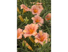 ������������ ���� �����400