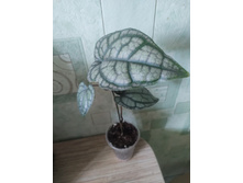 ����� croceum 'Frost Bite'.