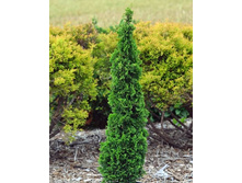 ��� ������ �����+22� (���)