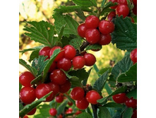 ����� ��������� ���� +22�  +26�