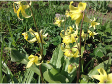 ������ ������