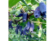 ��������� �������������