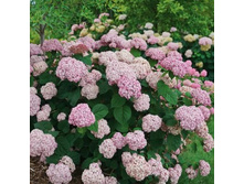 ����.���������� �������+22�