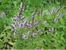 ���� ���������� SPICATA