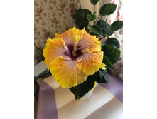 Kevin Johnson ( ���� �� �ϣ)