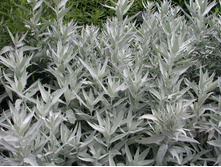 ������ �������� VALERIE FINNIS.jpg