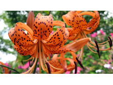 ����� ��������.jpg