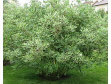 ����� ����� ��������.jpg