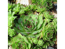 �������� 1.jpg