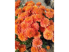 21 ������ �����