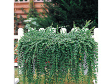 42 ����� ������� Satureja-douglasii-Indian-Mint