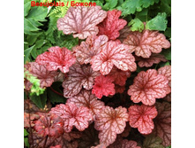 ������� ��������� Beaujolais ������.jpg