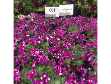 14 ������� Royal Sky