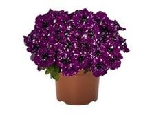 41 ������� Surprise-Sparkling-Purple.jpg 