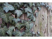 65 ���� ������������