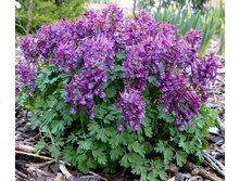 �������� PURPLE BIRD.jpg