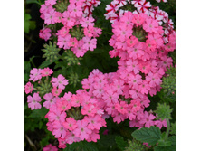 27 ������� Empress Sun Pink