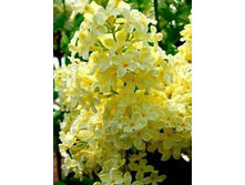 ������ PRIMROSE ��������.jpg