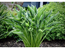 ����� ������ ����� PRAYING HANDS1.jpg