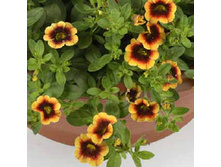 5 ���������� KALI TERRACOTTA EYE