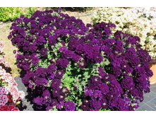 17 ������� LASCAR BLACK VELVET