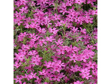 ����� ���������� Lindental���������.jpg