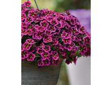 11 ���������� CABARET GOOD NIGHTKISS