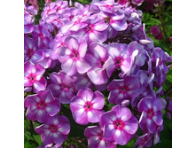 ����� ����������� �������.jpg