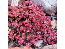 ������ ������ PURPUREUM WINTER.jpg