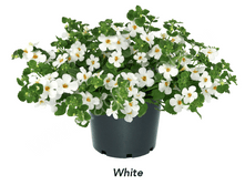 4 ������ Megacopa White