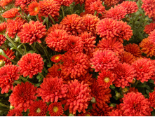 ���������� ����������� BARBARA RED ������� ���1.jpg