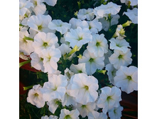 26 ������� ����������� ����������� ����