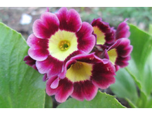 ������� ��� �������.jpg