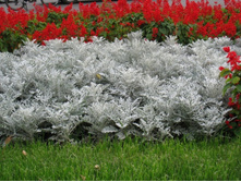 37 ��������� �����������