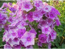 ����� ����������� ��������2.jpg