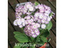 ������� ������� BARTL �����.jpg