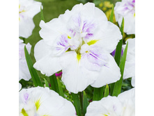 ���� ���������� ����������� ������� Dinner Plate Cupcake.jpg