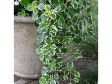 39 ����������� Variagata