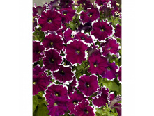 9 ������� ����������� ����� �������� �������