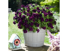 95 ������� Origami Burgundy