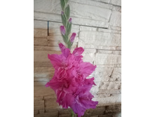 �������� ������