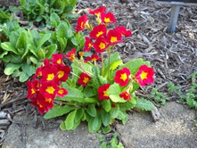 ������� ����������� (��������������).jpg