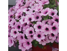 26 ������� Capella Pink Lace